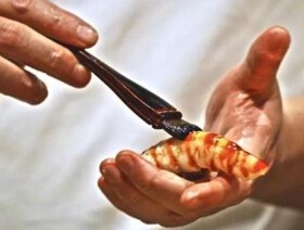 SUSHIMAFIA