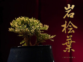 岩桧葉　IWAHIBA