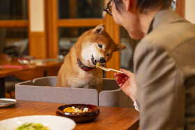 DogField 諏訪坂
