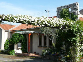 レオーニの画像