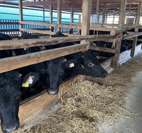 仮）山形牛　焼肉　てらてらの画像