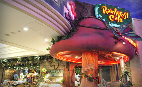 レインフォレストカフェ・トーキョーの画像