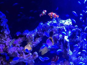 キュイジーヌ福の舞の画像