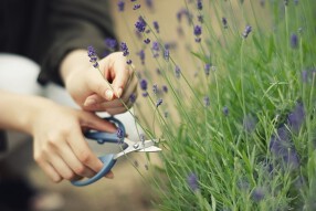 神戸布引ハーブ園の画像