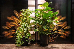 日本料理 八幸の画像