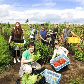 燦醸小町 蔵米の画像