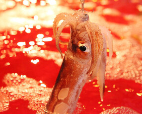 イカセンター新宿総本店の画像