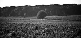 イタリア料理 BRIOの画像