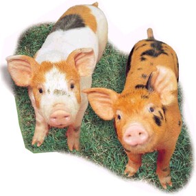 Natural Organic Tejimaul 平牧純粋金華豚×元祖マッコリバーの画像