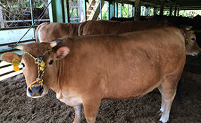 創作焼肉 にくがとうYAKINIKUの画像