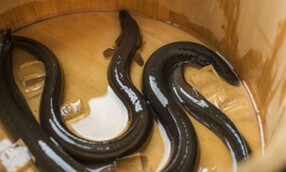 ゆるり屋にょろ助　渋谷道玄坂の画像