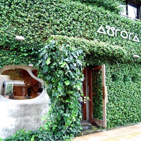 木を植えるカレー屋 AURORAの画像