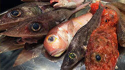 肴屋港南台の画像