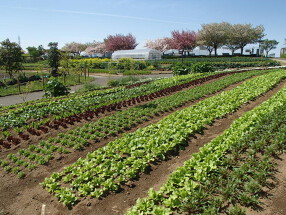 足立区都市農業公園 キッチンとれたての画像