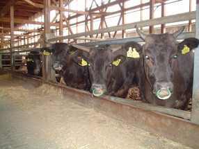 黒毛和牛焼肉牛吟 蒲田店の画像