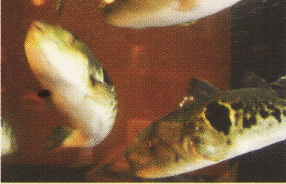 玄品ふぐ　浦和の関の画像