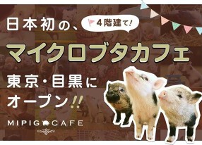 Mipig Caféの画像