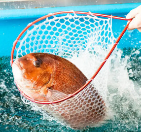 釣宿酒場マヅメ 梅田本店/3755の画像