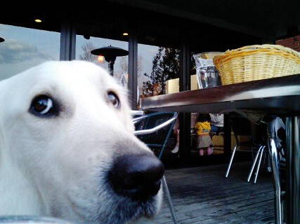 CAFE＆DINING marru 犬のくらしの画像