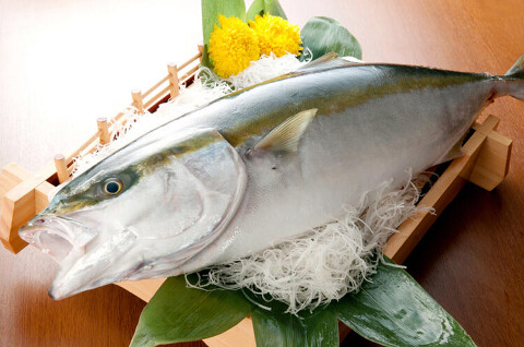 花より魚の画像