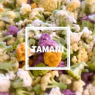 TAMANIの画像