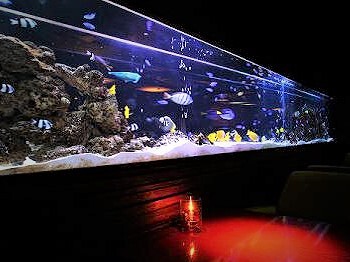 ＜銀座＞アクアリウムダイニング銀座ライムの画像