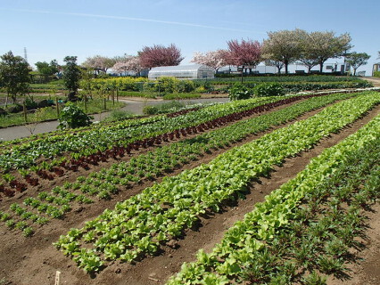 足立区都市農業公園 キッチンとれたての画像