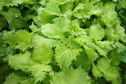 大葉専門　たんたか屋の画像