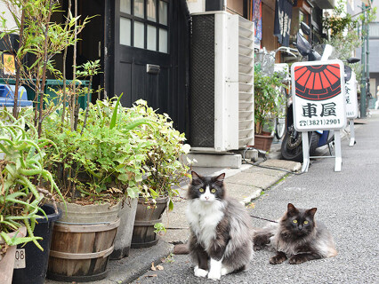 根津　車屋の画像
