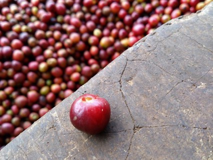 The Coffee Market 145の画像