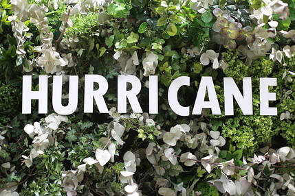 HURRICANEの画像