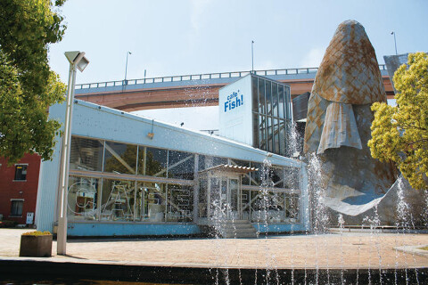 Fish in the Forestの画像