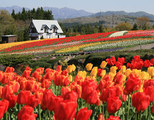 牧歌の里の画像