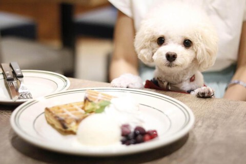 GRILL&BAR うしすけ ヴィーナスフォート店の画像