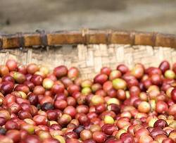 Cafe Lumba Mia (カフェ・ルンバミーア）の画像