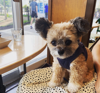 Les deux Bleueの画像