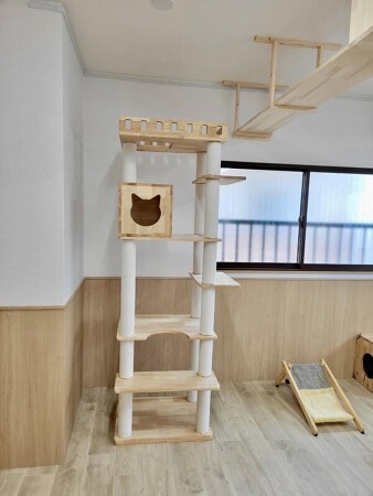 東淀川猫カフェ