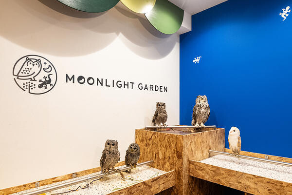MOON LIGHT GARDEN