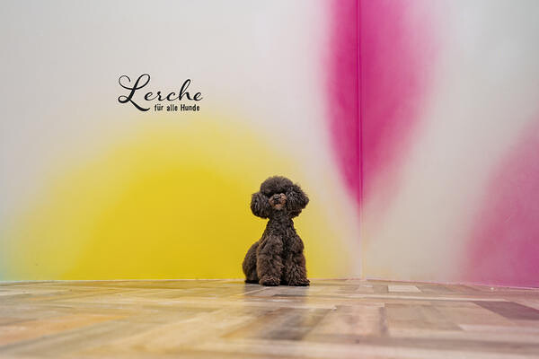 Lerche