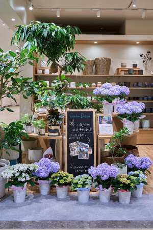 IN NATURAL　モザイクモール港北