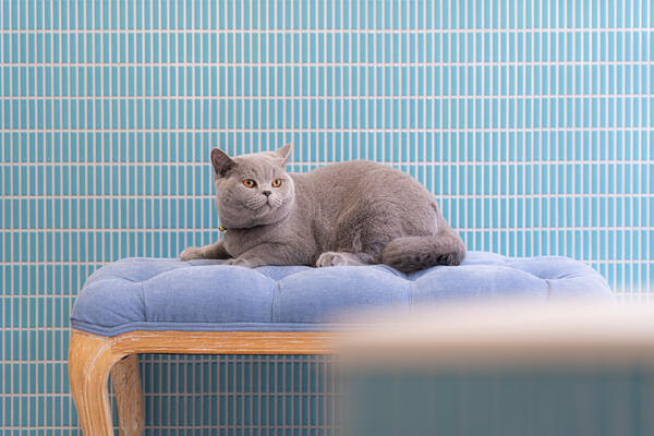 Premier Cat Hotel Tokyo